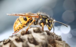 Wasp control at DH Pest Control Nottinghamshire